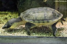 Salvins Kreuzbrustschildkröte (Staurotypus salvinii) im Zoo Dortmund