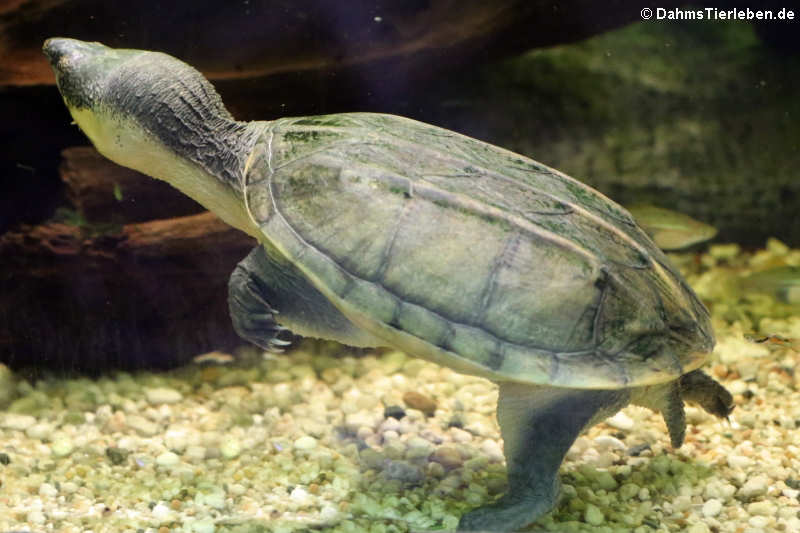 Salvins Kreuzbrustschildkröte (Staurotypus salvinii)