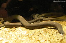 Breitkopf-Schwimmwühlen (Typhlonectes natans) im Zoo Dortmund