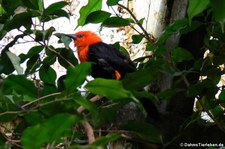 Rotkopfstärling (Amblyramphus holosericeus) im Zoo Dortmund