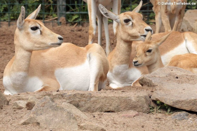 Antilope cervicapra