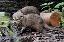 Zwergotter (Aonyx cinerea) im Zoo Dortmund