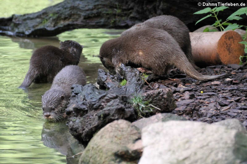 Aonyx cinerea