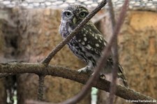 Steinkauz (Athene noctua) im Zoo Dortmund