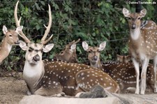 Axishirsche (Axis axis) im Zoo Dortmund