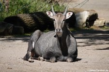 männliche Nilgau-Antilope (Boselaphus tragocamelus) im Zoo Dortmund