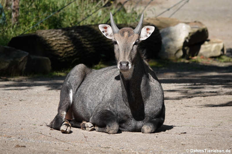 Nilgauantilope (Boselaphus tragocamelus)