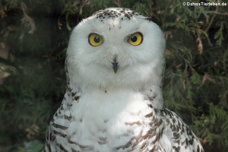 Schnee-Eule (Bubo scandiacus)