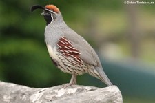 Schopfwachtel (Callipepla californica) im Zoo Dortmund