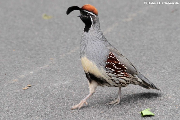 Callipepla californica