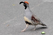 Schopfwachtel (Callipepla californica) im Zoo Dortmund