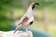 Schopfwachtel (Callipepla californica) im Zoo Dortmund