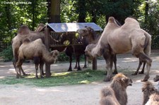 Trampeltier (Camelus ferus f. bactrianus) im Zoo Dortmund