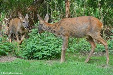 Europäisches Reh (Capreolus capreolus) im Zoo Dortmund