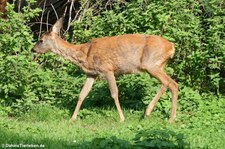 Europäisches Reh (Capreolus capreolus) im Zoo Dortmund