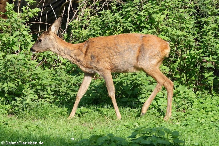 Capreolus capreolus