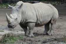 Südliches Breitmaulnashorn (Ceratotherium simum simum) im Zoo Dortmund