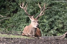 Europäischer Rothirsch (Cervus elaphus hippelaphus) im Zoo Dortmund