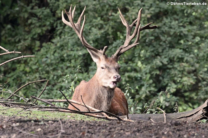 Mitteleuropäischer Rothirsch (Cervus elaphus hippelaphus)