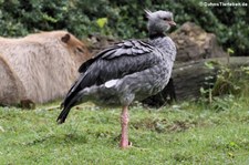 Halsband-Wehrvogel (Chauna torquata) im Zoo Dortmund
