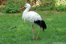 Weißstorch (Ciconia ciconia) im Zoo Dortmund