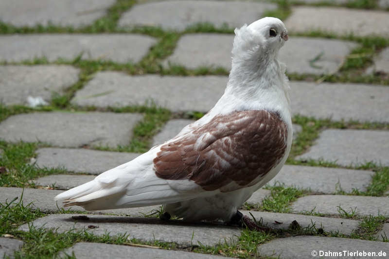 Altdeutsches Mövchen (Columba livia f. domestica)