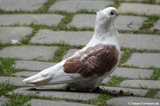 Altdeutsches Mövchen (Columba livia f. domestica) im Zoo Dortmund