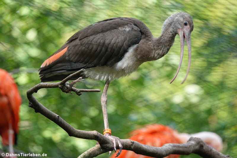 Junger Scharlachsichler (Eudocimus ruber)