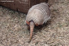 Sechsbinden-Gürteltier (Euphractus sexcinctus) im Zoo Dortmund