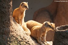 Fuchsmangusten (Cynictis penicillata) im Zoo Dortmund