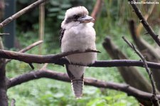 Jägerliest (Dacelo novaeguineae) im Zoo Dortmund