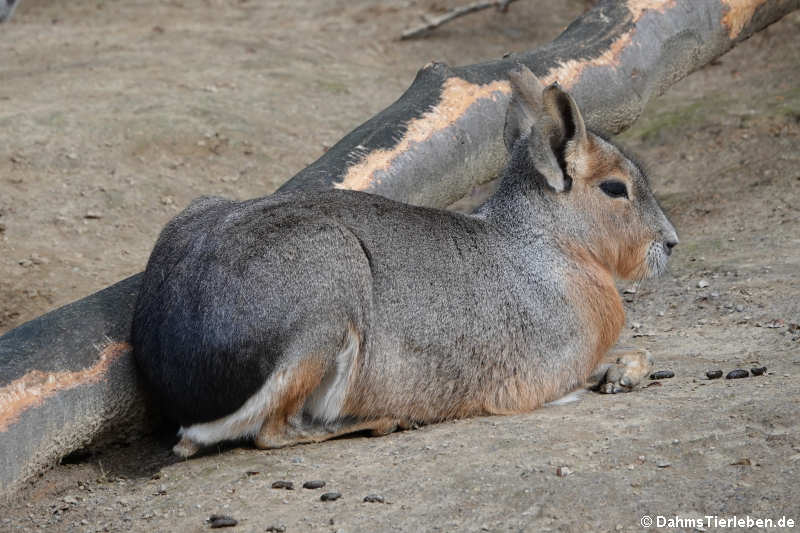 Großer Pampashase (Dolichotis patagonum)