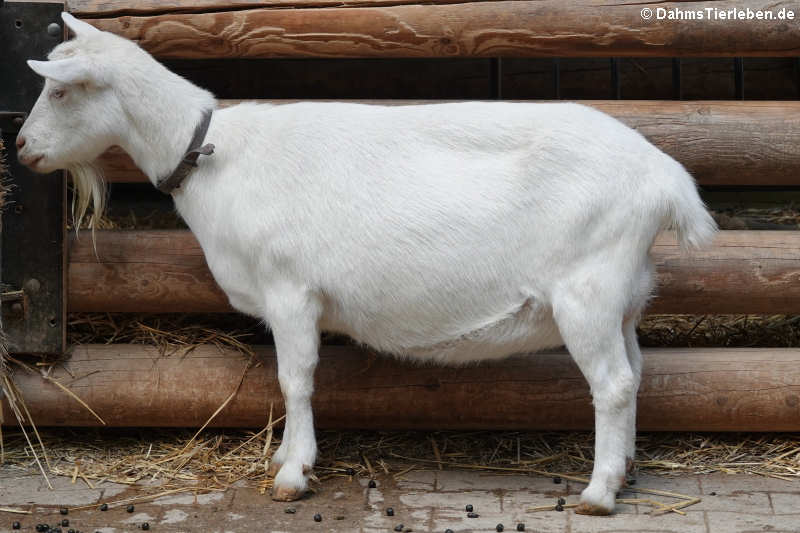 Weiße Deutsche Edelziege Weiße Deutsche Edelziege-1