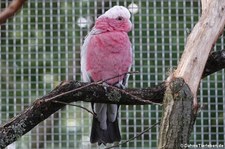 Rosakakadu (Eolophus roseicapilla) im Zoo Dortmund