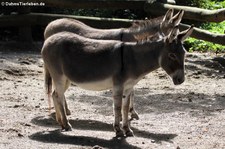 Afrikanische Hausesel im Zoo Dortmund