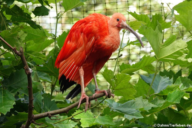 Scharlachsichler (Eudocimus ruber)