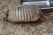 Sechsbinden-Gürteltier (Euphractus sexcinctus) im Zoo Dortmund