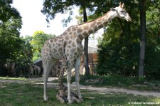 Giraffa giraffa angolensis-3