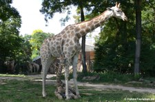 Angola-Giraffen (Giraffa camelopardalis angolensis) im Zoo Dortmund