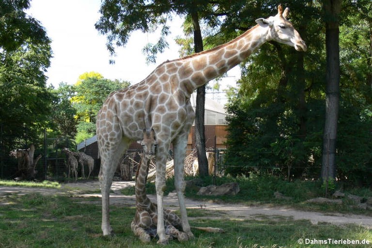 Giraffa giraffa angolensis