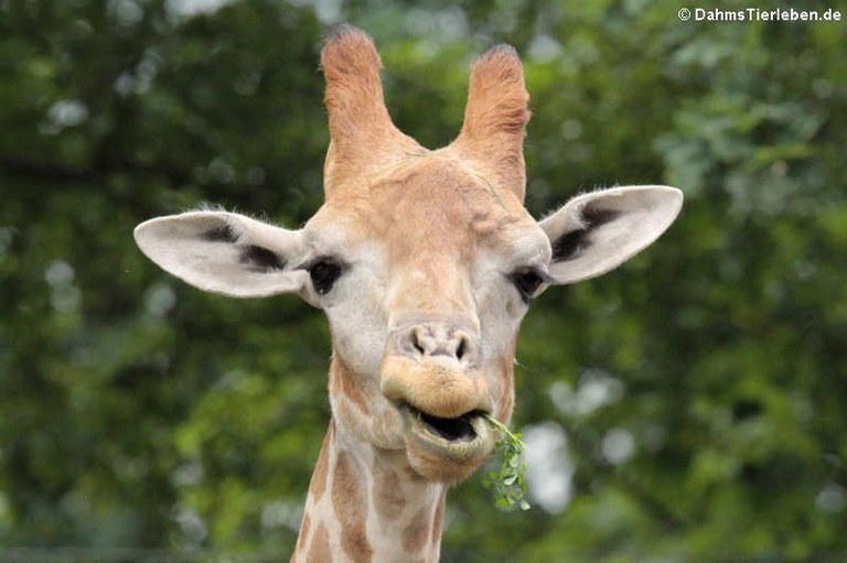 Giraffa camelopardalis angolensis