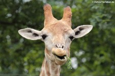Angola-Giraffe (Giraffa camelopardalis angolensis) im Zoo Dortmund