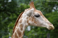 Giraffa giraffa angolensis-2