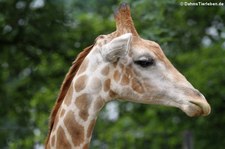 Angola-Giraffe (Giraffa camelopardalis angolensis) im Zoo Dortmund