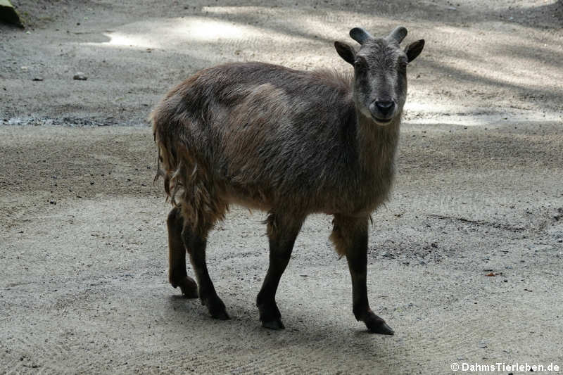 Himalaya-Tahr (Hemitragus jemlahicus)