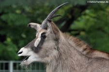 Pferdeantilope (Hippotragus equinus) im Zoo Dortmund