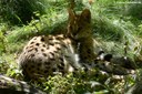 Leptailurus serval