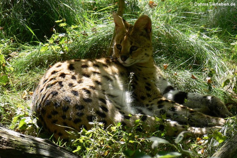 Leptailurus serval