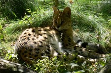 Serval (Leptailurus serval) im Zoo Dortmund