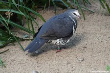 Wongataube (Leucosarcia melanoleuca) im Zoo Dortmund